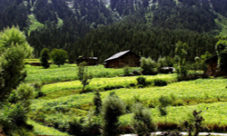 kashmir